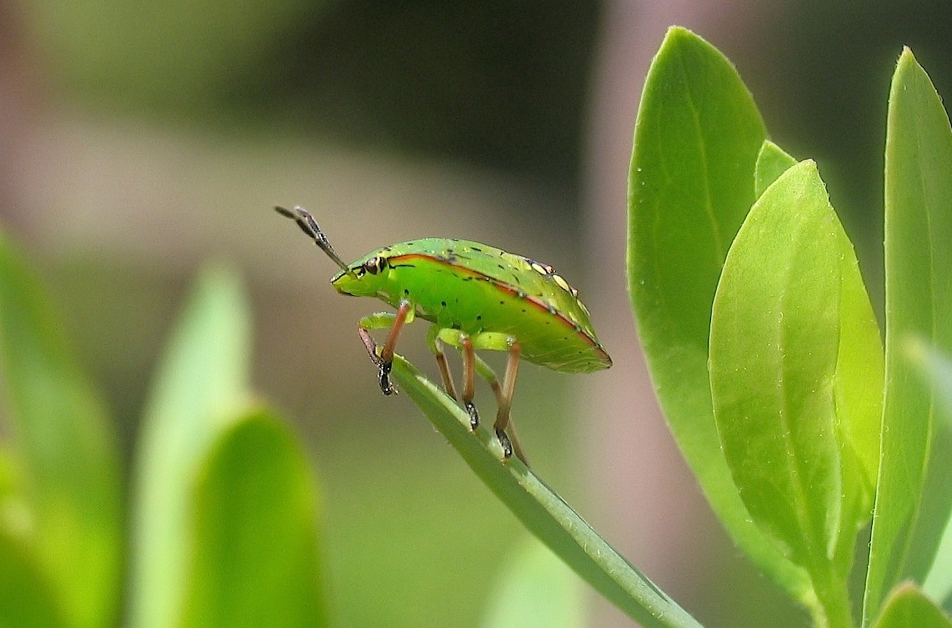 ninfe di Nezara viridula (Pentatomidae) - (OT)